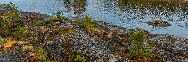 Kamienie, Republika Karelii, Jezioro Ładoga, Rosja, Jesień, Skały, Drzewa