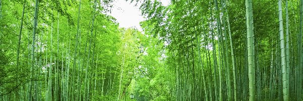 Roślinność, Drzewa, Bambusy, Droga, Zielone, Las