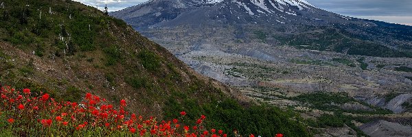 Stany Zjednoczone, Mount St Helens, Kwiaty, Wulkan, Góra, Stan Waszyngton, Chmury