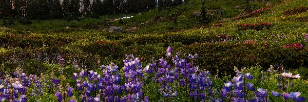 Łubin, Kwiaty, Park Narodowy Mount Rainier, Stratowulkan Mount Rainier, Łąka, Stany Zjednoczone, Stan Waszyngton, Góry, Wschód słońca