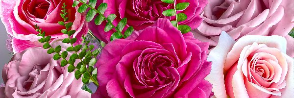 Paprotka, Róże, Kwiaty