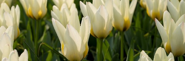 Białe, Zbliżenie, Tulipany, Kwiaty