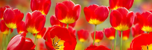 Tulipany, Rozkwitające, Czerwone