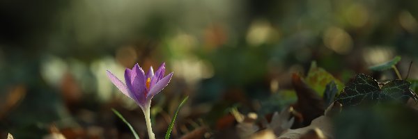 Krokus, Zbliżenie, Kwiat, Fioletowy