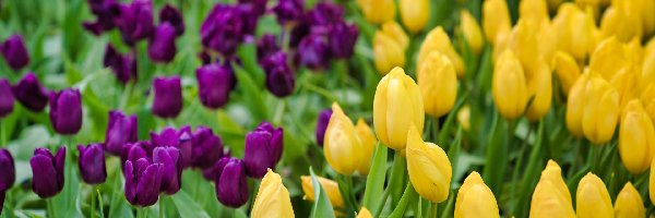 Fioletowe, Żółte, Tulipany
