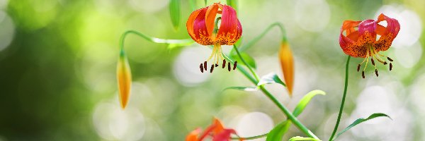 Gałązka, Lilie tygrysie, Kwiaty