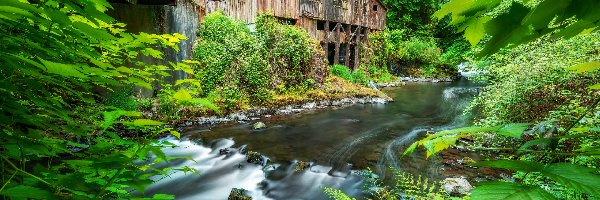 Drzewa, Cedar Creek Grist Mill, Stany Zjednoczone, Stan Waszyngton, Rzeka, Las, Woodland, Młyn