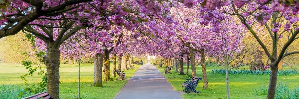 Drzewa, Aleja, Kwitnące, Wiosna, Ławki, Park