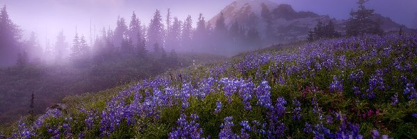 Drzewa, Łubin, Park Narodowy Mount Rainier, Góry, Stratowulkan Mount Rainier, Stany Zjednoczone, Stan Waszyngton, Łąka, Mgła