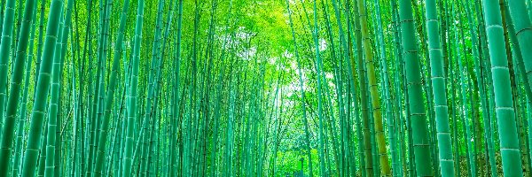 Bambusy, Schody, Ścieżka, Drzewa