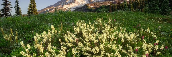 Kwiaty, Drzewa, Stany Zjednoczone, Stan Waszyngton, Łąka, Żurawka walcowata, Park Narodowy Mount Rainier, Góry