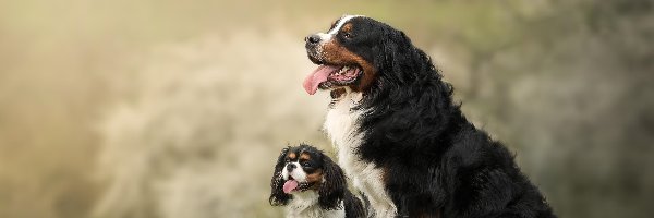 Psy, Berneński pies pasterski, King charles spaniel, Dwa