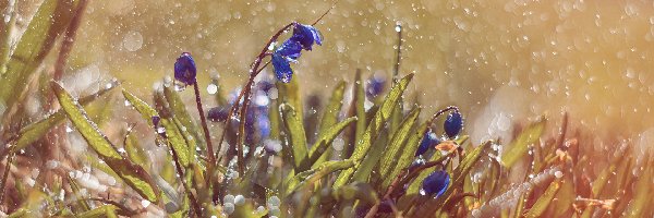Kwiaty, Cebulice, Niebieskie, Krople, Deszcz