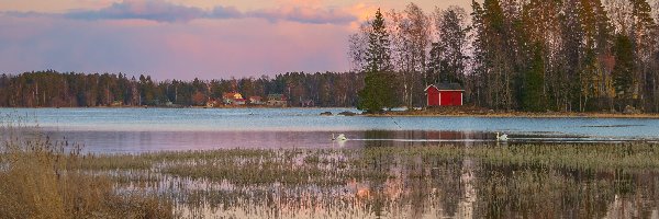 Drzewa, Łabędzie, Finlandia, Kotka, Trawy, Domy, Raski, Jezioro