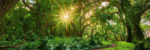 Las, Ścieżka, Drzewa, Promienie słońca, Rośliny