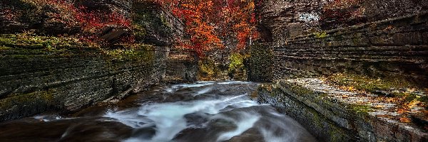 Stany Zjednoczone, Rośliny, Park Robert H. Treman, Rzeka, Skały, Nowy Jork, Ithaca