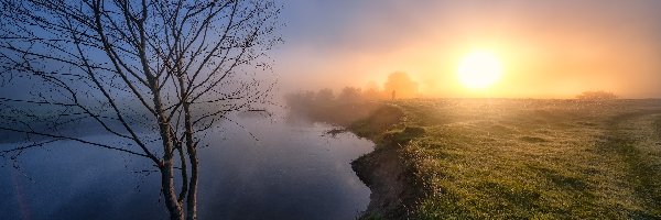 Rosja, Trawa, Mgła, Drzewo, Rzeka Sherna, Obwód włodzimierski, Wschód słońca