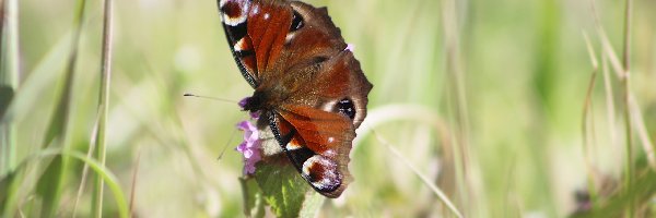 Rusałka pawik, Zbliżenie, Kwiat, Motyl