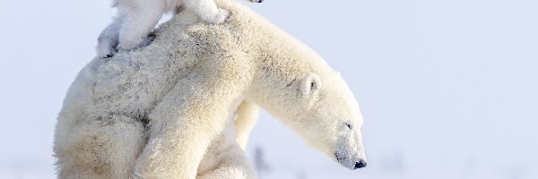 Niedźwiadek, Niedźwiedzie polarne