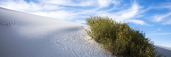 Pomnik narodowy, Piasek, Rośliny, Wydma, Pustynia, Stany Zjednoczone, Nowy Meksyk, Biały, White Sands National Monument