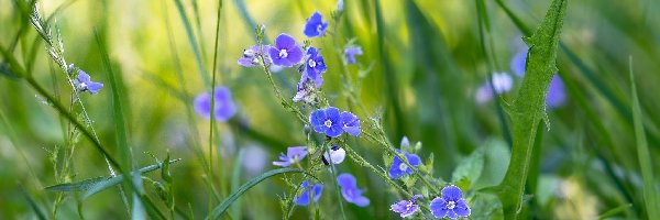 Kwiaty, Trawa, Przetacznik, Niebieskie