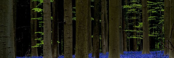 Las Hallerbos, Kwiaty, Hiacyntowce, Belgia, Drzewa, Las