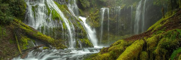 Gifford Pinchot National Forest, Drzewa, Stan Waszyngton, Miejsce chronione, Pnie, Roślinność, Wodospad Panther Creek Falls, Las, Omszałe, Stany Zjednoczone