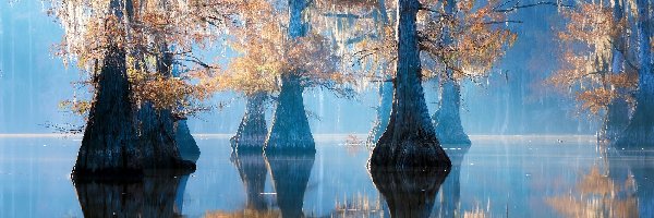 Cyprysy, Caddo Lake, Stany Zjednoczone, Stan Teksas, Drzewa, Poranek, Odbicie, Jezioro