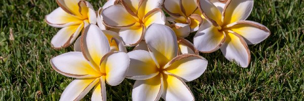 Trawa, Plumeria, Kwiaty