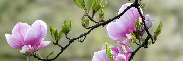 Magnolia, Gałązki, Krzew