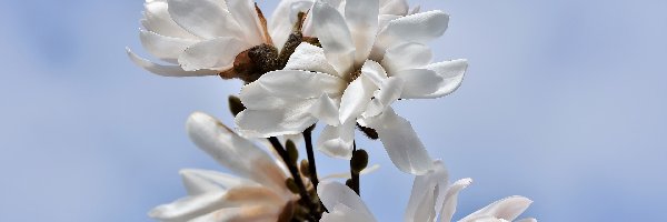 Magnolia, Kwiaty, Białe, Kwitnąca