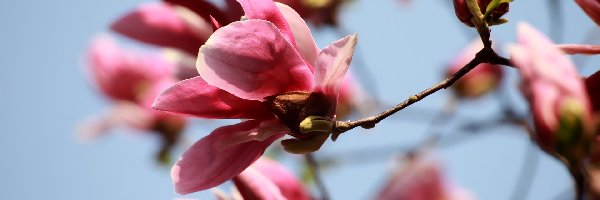 Kwitnąca, Gałązki, Magnolia, Różowa