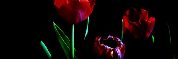 Trzy, Tulipany, Czerwone, Ciemne tło, Liście