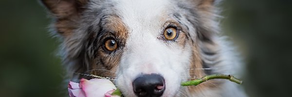 Border collie, Róża, Kwiat, Pies