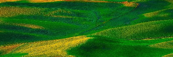 Pola, Drzewa, Stany Zjednoczone, Stan Waszyngton, Łąki, Dom, Region Palouse, Wzgórza