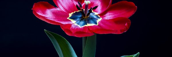 Czerwony, Zbliżenie, Tulipan, Kwiat