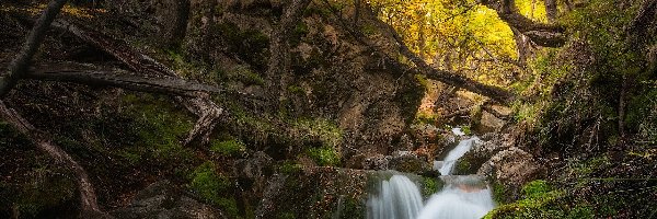 Powalone, Las, Prowincja Santa Cruz, Patagonia, Argentyna, Rzeka, Kamienie, Park Narodowy Los Glaciares, Drzewa