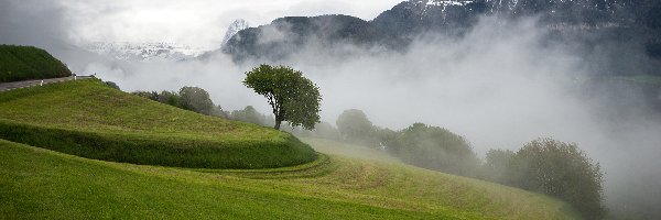 Poranek, Drzewo, Góry, Mgła, Zbocze, Zielone