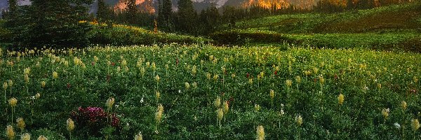 Drzewa, Góry, Stany Zjednoczone, Stan Waszyngton, Tatoosh Range, Łąka, Kwiaty, Park Narodowy Mount Rainier