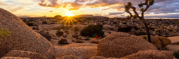 Chmury, Park Narodowy Joshua Tree, Skały, Stan Kalifornia, Stany Zjednoczone, Wschód słońca, Drzewo