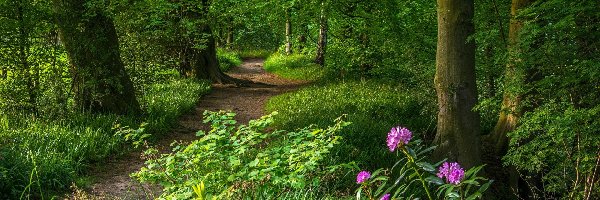 Kwiaty, Drzewa, Rośliny, Różanecznik, Ścieżka, Park