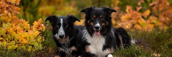 Leżące, Border collie, Psy, Dwa