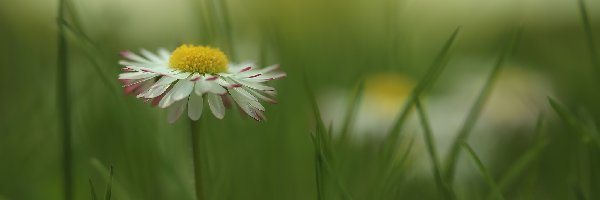 Stokrotka, Kwiat, Biały, Źdźbła, Trawa