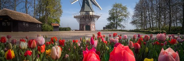 Keukenhof, Tulipany, Drzewa, Holandia, Wiatrak, Ogród