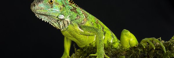 Iguana, Legwan zielony, Jaszczurka