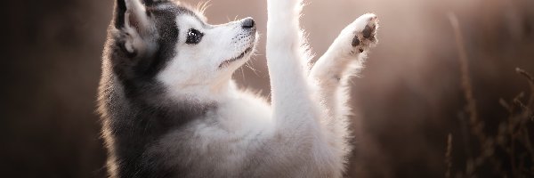 Alaskan klee kai, Łapki, Uniesione, Pies