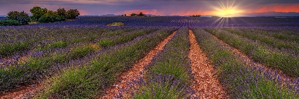 Drzewa, Lawenda, Francja, Prowansja, Pole, Zachód słońca, Valensole, Plantacja