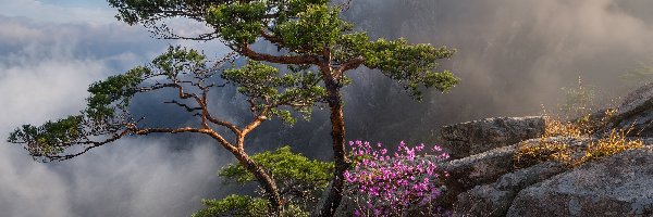 Okwiecony, Krzew, Drzewo, Mgła, Sosna, Skały, Kwiaty, Korea Południowa, Góry