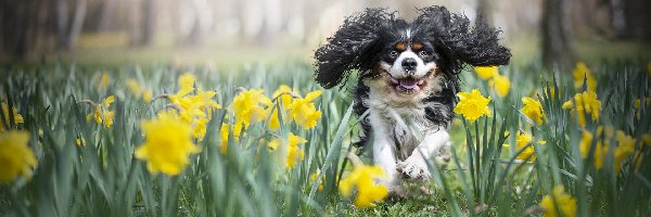 Cavalier king charles spaniel, Narcyzy żonkile, Kwiaty, Pies