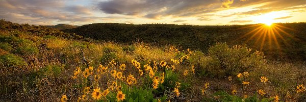 Kwiaty, Łąka, Chmury, Promienie słońca, Żółte, Balsamorhiza, Krzewy, Pole